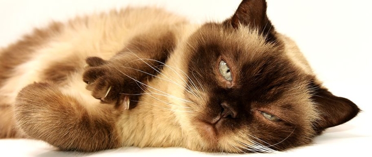 vaccins du chat